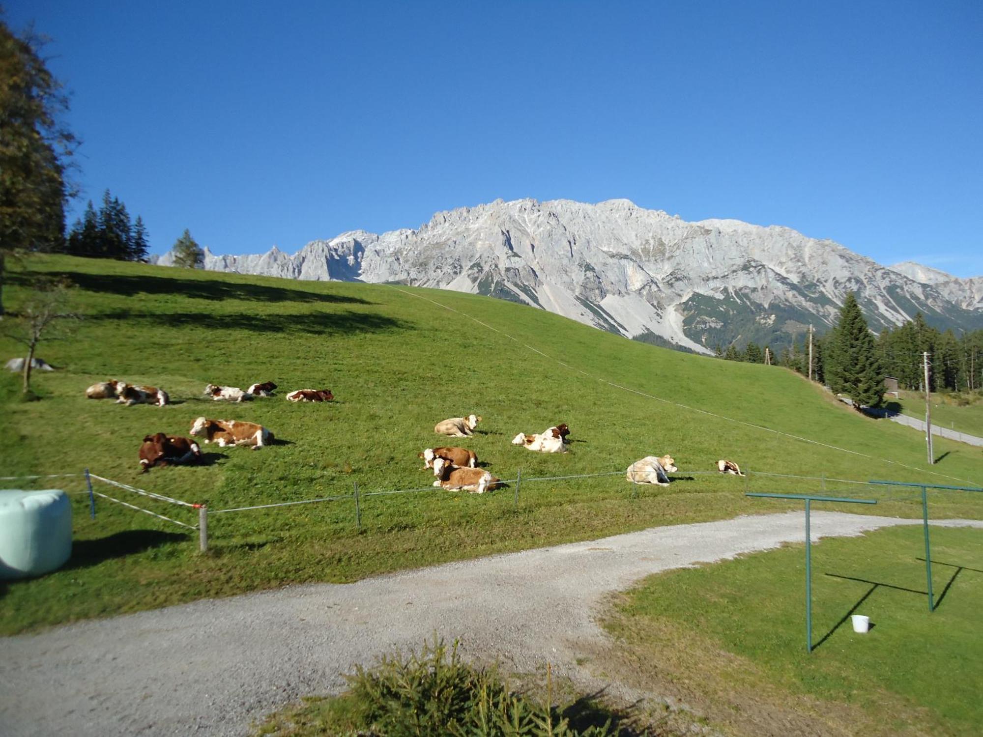 Pension-Greimelbacherhof Ramsau am Dachstein Luaran gambar