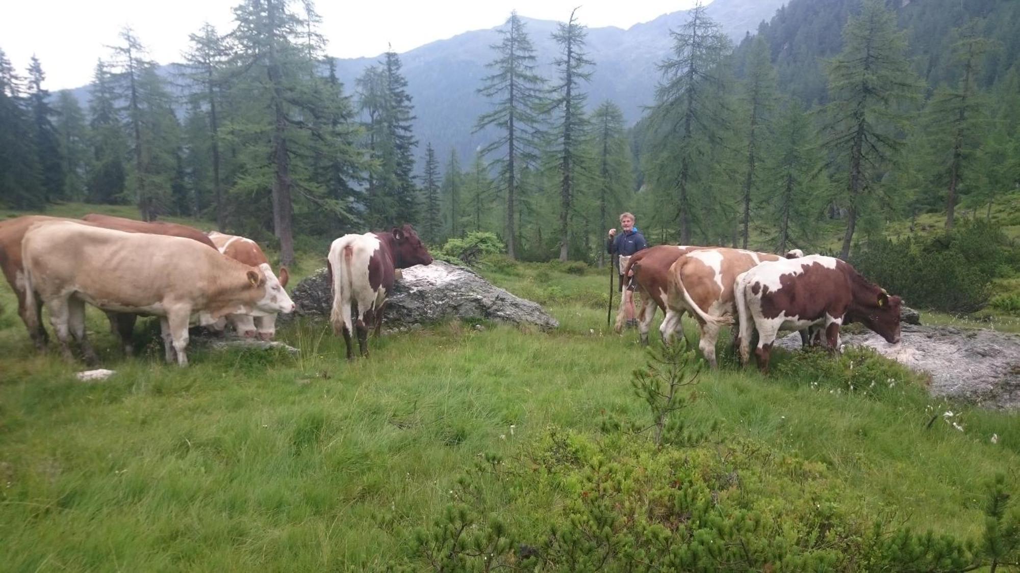 Pension-Greimelbacherhof Ramsau am Dachstein Bilik gambar