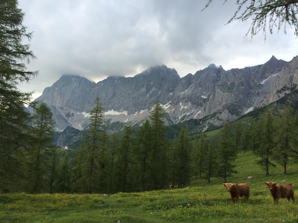 Pension-Greimelbacherhof Ramsau am Dachstein Luaran gambar
